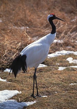 名古屋駅近くのビジネスホテル【東横INN名古屋駅桜通口新館】の魅力と宿泊情報